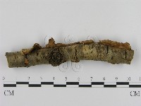 登錄號:F0010065藏品圖，第3張