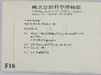 銳孔菌屬藏品圖，第2張