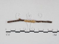 銳孔菌屬藏品圖，第1張