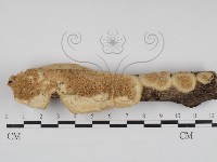 登錄號:F0010069藏品圖，第1張