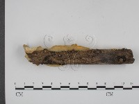 登錄號:F0010069藏品圖，第3張