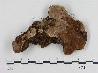 登錄號:F0010072藏品圖，第1張