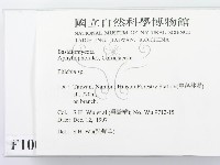 射脈菌屬藏品圖，第2張