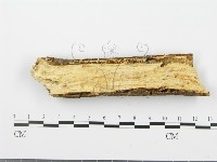 射脈菌屬藏品圖，第4張