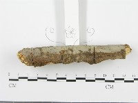 射脈菌屬藏品圖，第5張