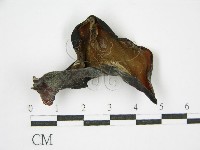 登錄號:F0010077藏品圖，第3張