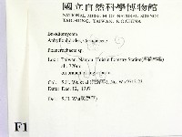 顯絲菌屬藏品圖，第2張