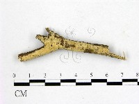 顯絲菌屬藏品圖，第1張