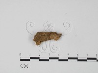 韌革菌屬藏品圖，第1張