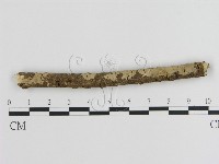 刺皮菌屬藏品圖，第1張