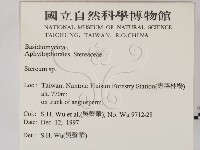 韌革菌屬藏品圖，第2張