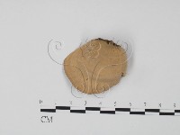 韌革菌屬藏品圖，第3張