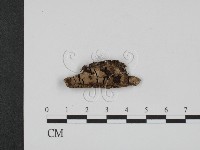 登錄號:F0010090藏品圖，第1張