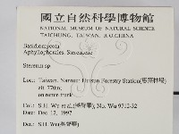 韌革菌屬藏品圖，第2張