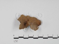 韌革菌屬藏品圖，第1張