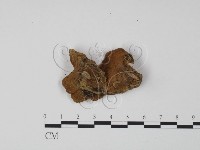 韌革菌屬藏品圖，第3張