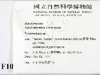 顯絲菌屬藏品圖，第2張