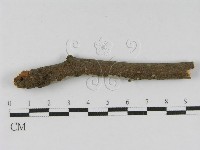 登錄號:F0010095藏品圖，第4張