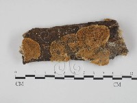 登錄號:F0010099藏品圖，第1張