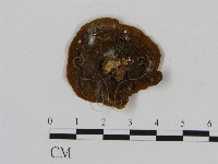刺革菌屬藏品圖，第3張