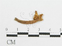 登錄號:F0010102藏品圖，第3張