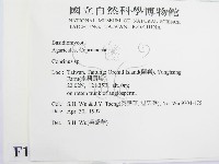 鬼傘屬藏品圖，第2張