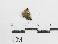 鬼傘屬藏品圖，第3張