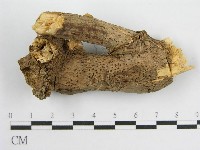 微皮傘屬藏品圖，第3張