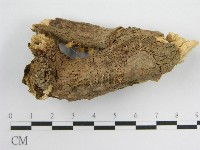 微皮傘屬藏品圖，第4張