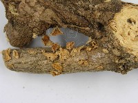 微皮傘屬藏品圖，第5張