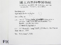 微皮傘屬藏品圖，第2張