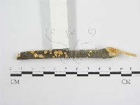 微皮傘屬藏品圖，第3張