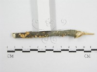 微皮傘屬藏品圖，第4張