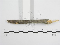 微皮傘屬藏品圖，第5張