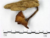 登錄號:F0010109藏品圖，第1張