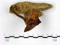 登錄號:F0010109藏品圖，第3張