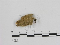 登錄號:F0010110藏品圖，第1張