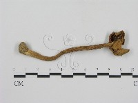 登錄號:F0010111藏品圖，第3張