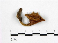 登錄號:F0010113藏品圖，第1張