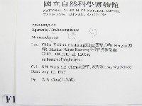 微皮傘屬藏品圖，第2張