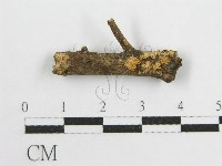 微皮傘屬藏品圖，第3張