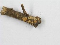 微皮傘屬藏品圖，第4張