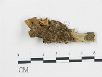 登錄號:F0010116藏品圖，第1張