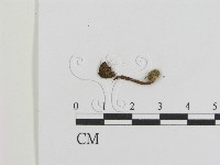 登錄號:F0010118藏品圖，第1張