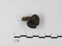 登錄號:F0010119藏品圖，第1張