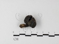 登錄號:F0010119藏品圖，第3張