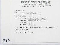 雞油菌屬藏品圖，第2張