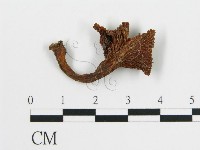 雞油菌屬藏品圖，第3張