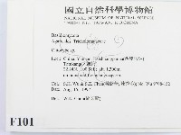 杯傘屬藏品圖，第2張