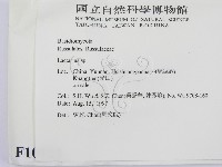 乳菇屬藏品圖，第2張